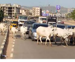 FG Targets End to Open Grazing, Unveils 470 Gazetted Grazing Reserves