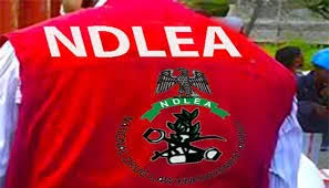 NDLEA Destroys Five Cannabis Farms, Arrests Three Suspects in Edo
